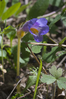 One Flowered Broomrape  Aphyllon uniflorum,Geotagged,One-Flowered Cancer Root,Orobanche uniflora,Spring,United States