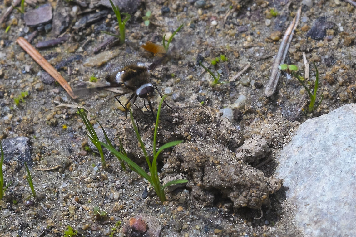 Bee Fly There were some truly crazy insects out there today. These guys fly around like miniature humming birds and never seem to stop flapping their wings - even when they set down for a drink! I was chasing them around quite a bit and didn't even realize until I got home that I captured two different species! Bombylius albicapillus,Geotagged,Spring,United States,White Headed Bee Fly