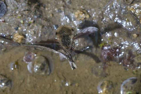 Large Bee Fly  Bombylius major,Geotagged,Spring,United States