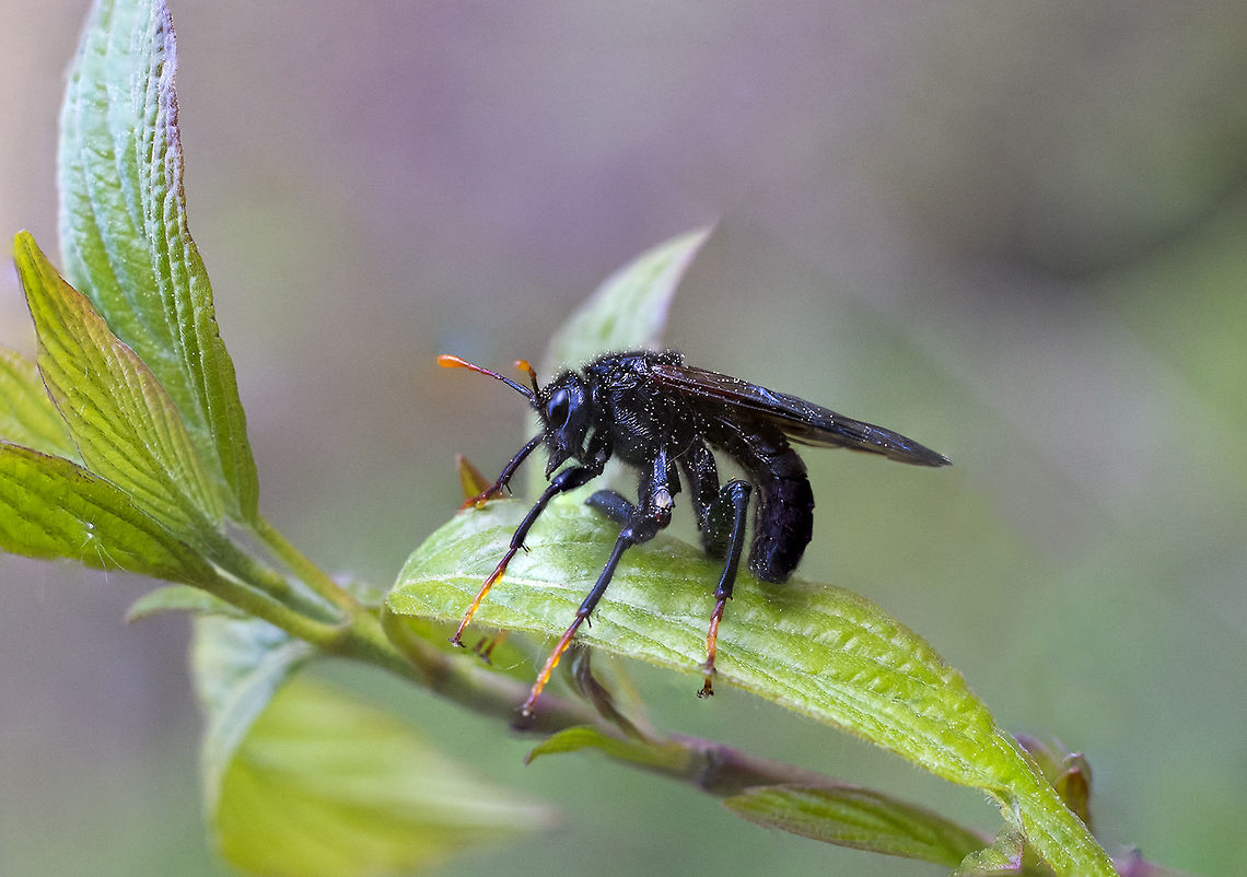 Male Elm Sawfly I went out today in search of rare plants and found crazy insects. This thing is freaky. This one is a male, the females have white stripes on their abdomens. He likely emerged from his cocoon quite recently. Cimbex americana,Elm Sawfly,Geotagged,Spring,United States