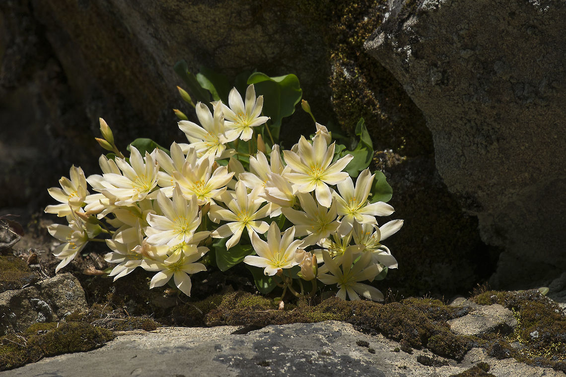 Tweedy's Lewisia I did in fact find the rare plants I was looking for. They really were&#039;t hiding :p - walk up the closed forest service road and there they are clinging to the rock faces. These plants have a very limited range, occurring just in the Wenatchee mountains of Central Washington and in a small part of British Columbia. Geotagged,Lewisiopsis tweedyi,Spring,United States