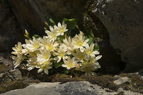 Lewisiopsis tweedyi