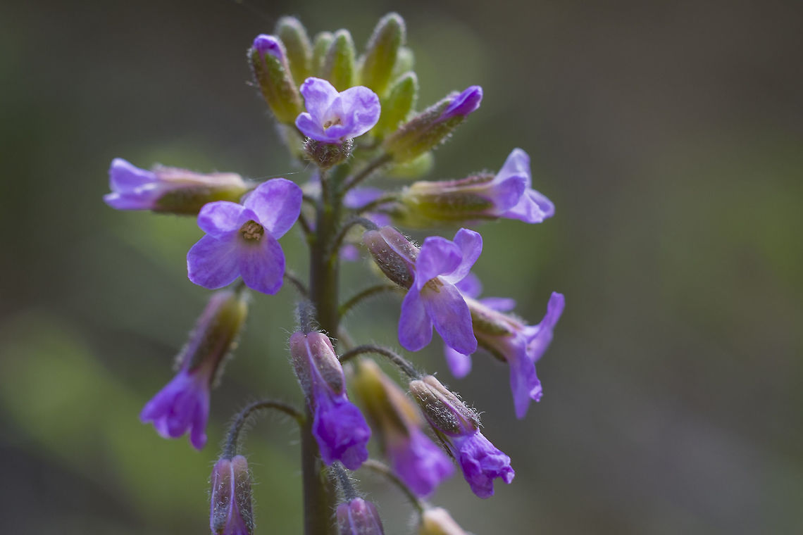 Sicklepod Rockcress  Boechera sparsiflora,Geotagged,Spring,United States