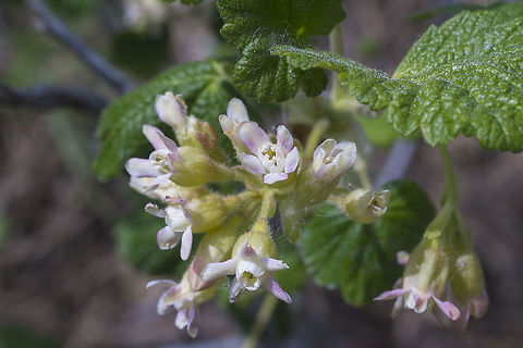 Sticky Currant  Geotagged,Ribes viscosissimum,Spring,Sticky currant,United States