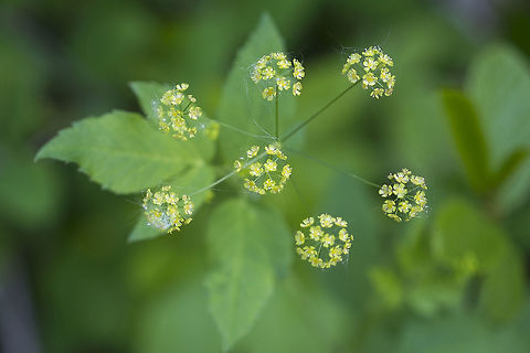 Western Sweet Cicely  Geotagged,Osmorhiza occidentalis,Spring,United States
