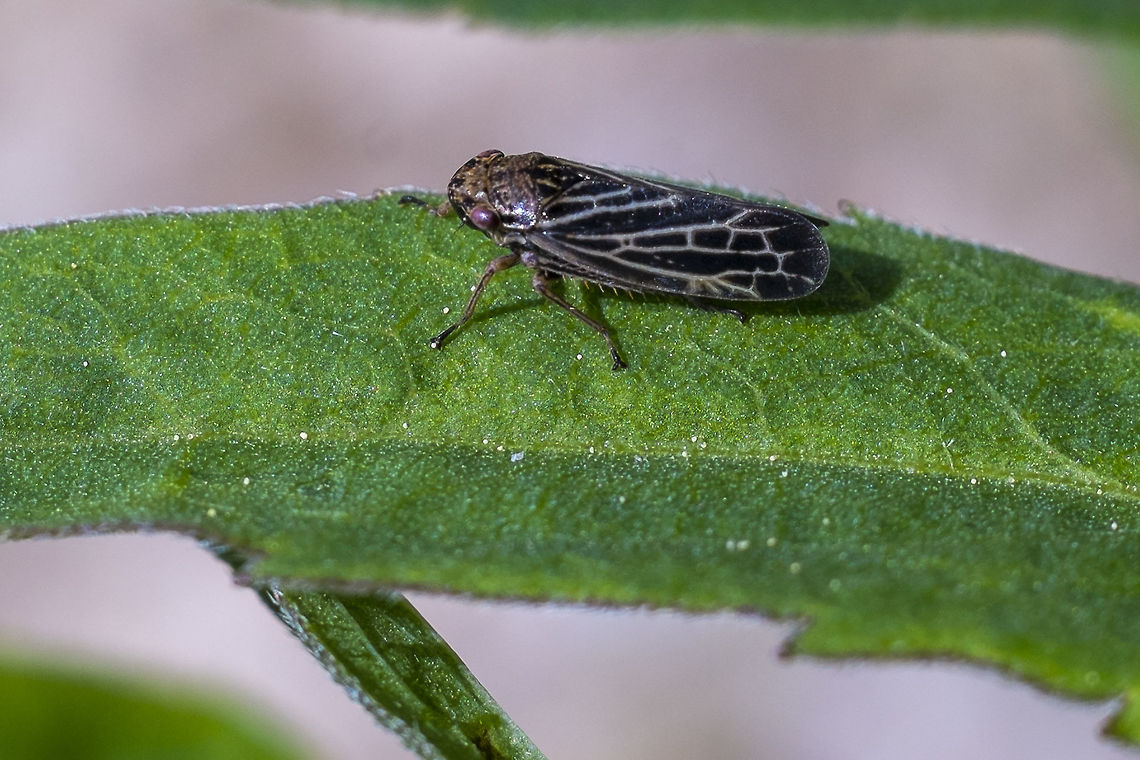 Leafhopper Deltocephalus? Will BugGuide this one Geotagged,Spring,United States