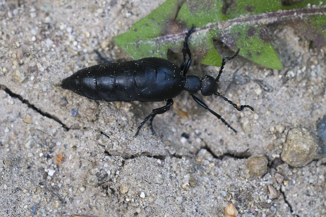Oil Beetle could be one of a few.. Black Meloe,Geotagged,Meloe niger,Meloe proscarabaeus,Spring,United States