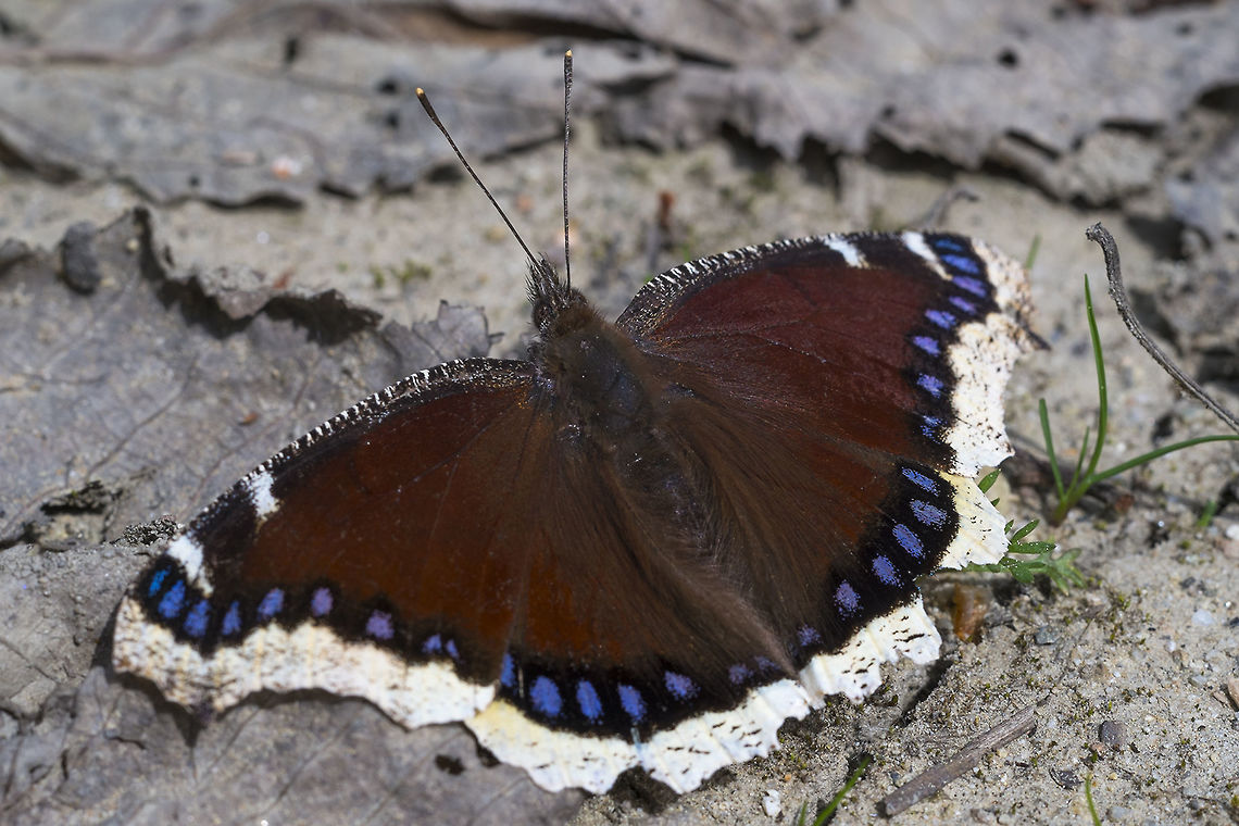 Mourning Cloak Butterfly hah - finally managed to get close to one of these. There was a seep just down the trail that was attracting all sorts of winged things.  Geotagged,Mourning Cloak,Nymphalis antiopa,Spring,United States