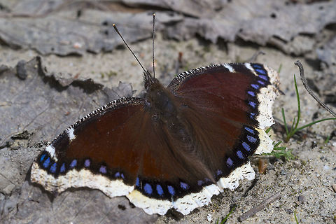 Mourning Cloak Butterfly hah - finally managed to get close to one of these. There was a seep just down the trail that was attracting all sorts of winged things.  Geotagged,Mourning Cloak,Nymphalis antiopa,Spring,United States