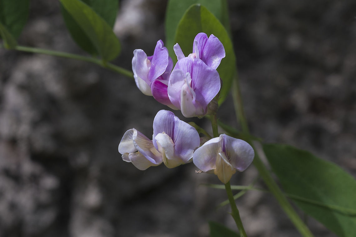 American Vetch  Geotagged,Spring,United States,Vicia americana