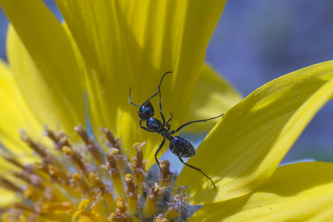 Pollen Gathering Ants These guys look like carpenter ants, but they were working away at the flowers. Gathering pollen, I assume. Black garden ant,Geotagged,Lasius niger,Spring,United States