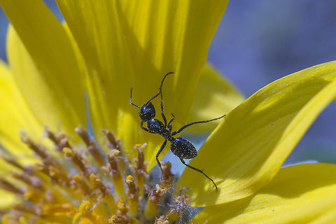 Pollen Gathering Ants These guys look like carpenter ants, but they were working away at the flowers. Gathering pollen, I assume. Black garden ant,Geotagged,Lasius niger,Spring,United States