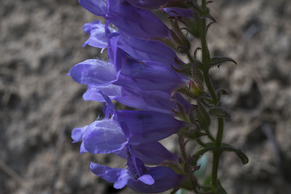 Purple Penstemon  Geotagged,Penstemon fruticosus,Spring,United States