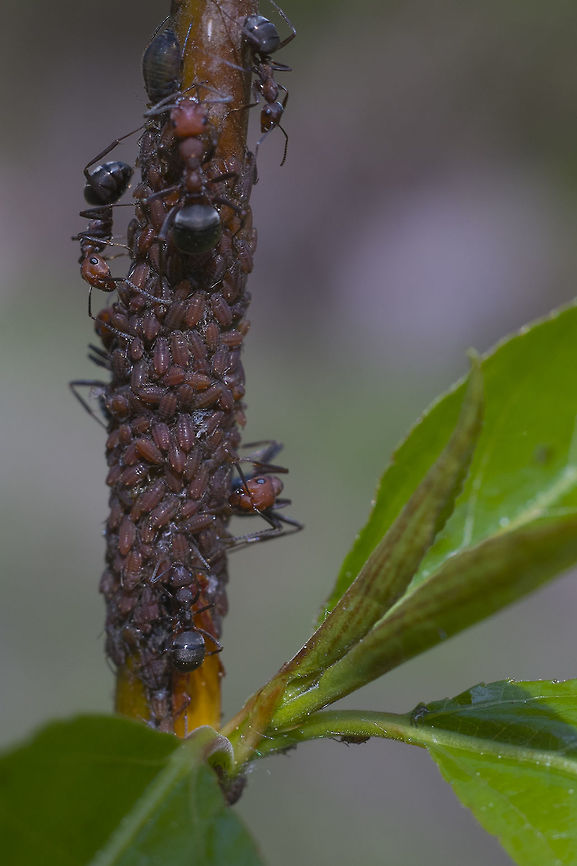 Rose and black ants collecting aphids #2  Formica obscuripes,Geotagged,Spring,United States
