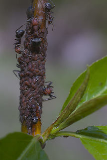 Rose and black ants collecting aphids #2  Formica obscuripes,Geotagged,Spring,United States