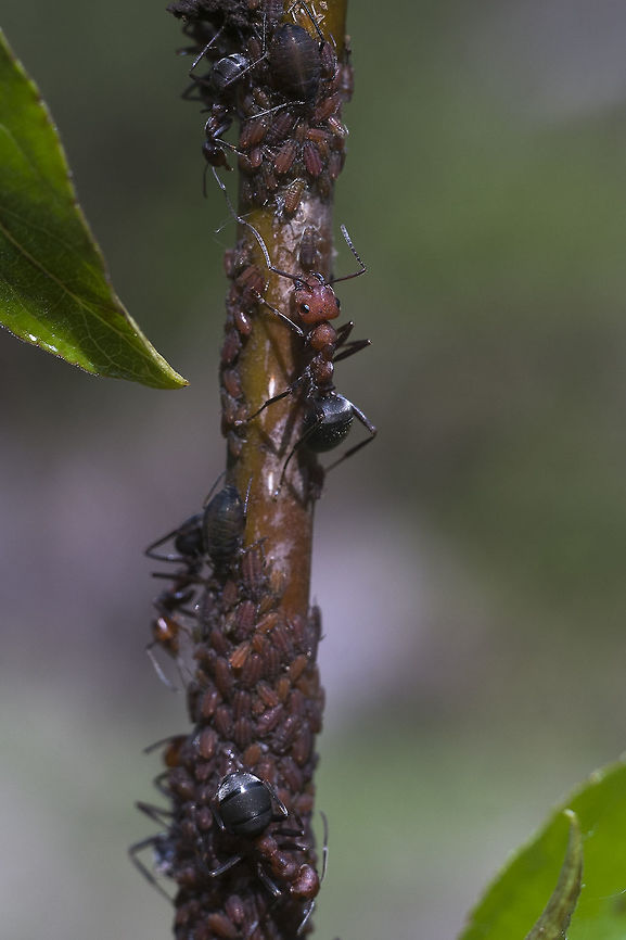 Rose and Black ants collecting aphids #1 I couldn't choose just one&hellip;.  Formica obscuripes,Geotagged,Spring,United States