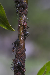 Rose and Black ants collecting aphids #1 I couldn't choose just one&hellip;.  Formica obscuripes,Geotagged,Spring,United States