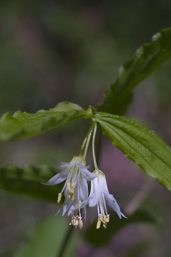 Drops of Gold  Geotagged,Prosartes hookeri,Spring,United States