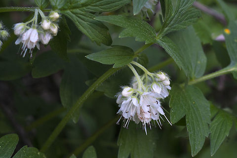 Fendler's Waterleaf  Fendler's waterleaf,Geotagged,Hydrophyllum fendleri,Spring,United States