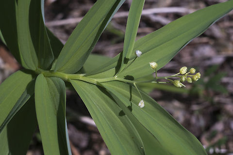Star Solomon's Seal  Geotagged,Maianthemum stellatum,Spring,United States