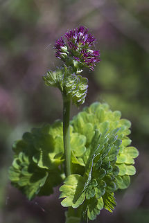Western Meadow Rue This plant has male and female plants - this one has female flowers. The male flowers have long yellow stamens that hang down. Geotagged,Spring,Thalictrum occidentale,United States