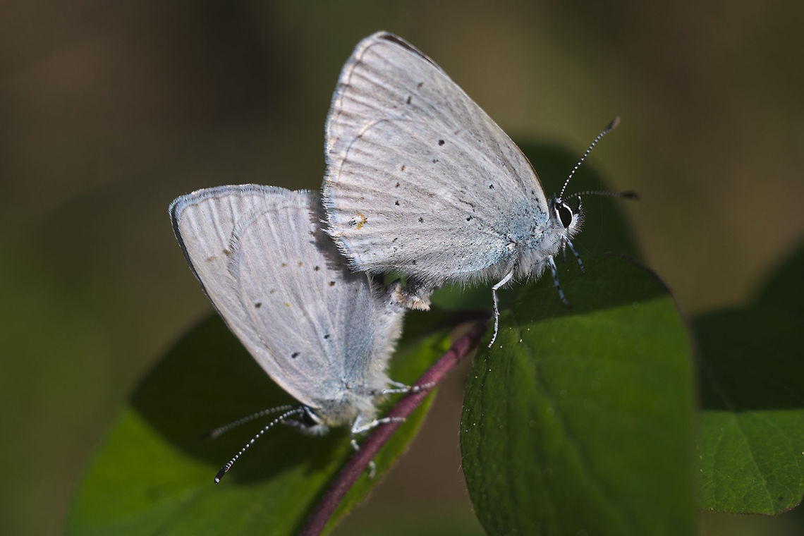 Blue Butterflies making more At the time I thought these must be more spring azures, but now I&#039;m thinking they might be something else. Celastrina ladon,Geotagged,Spring,Spring Azure,United States