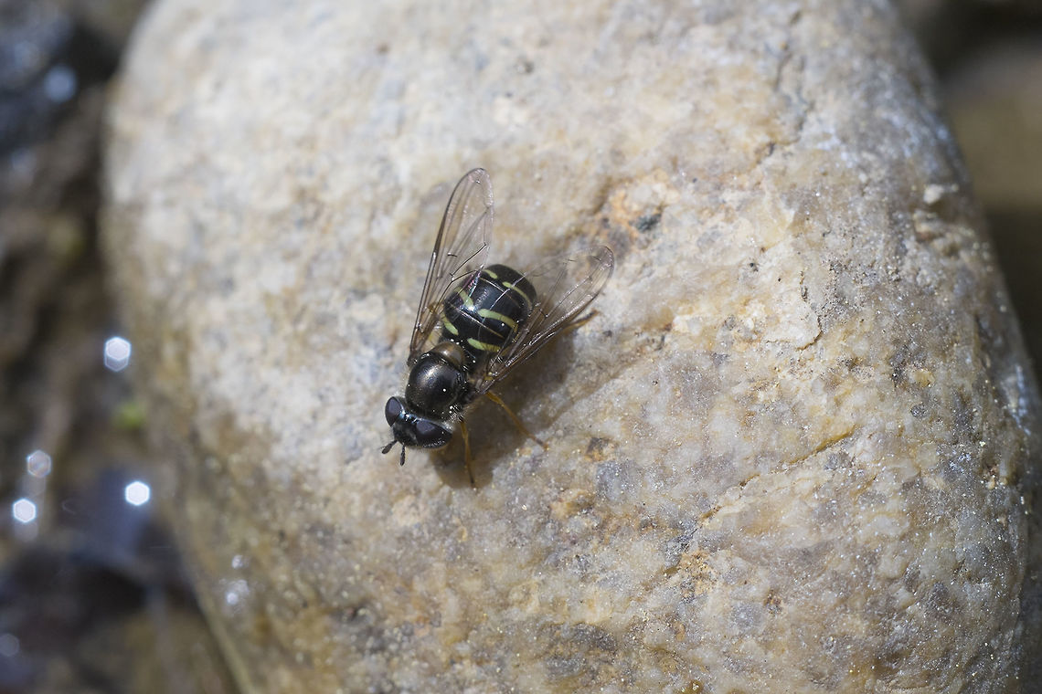 Metallic Hoverfly  Geotagged,Spring,United States