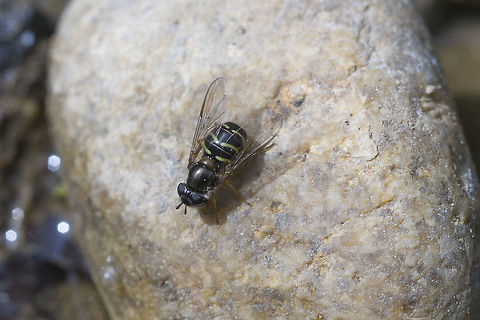 Metallic Hoverfly  Geotagged,Spring,United States