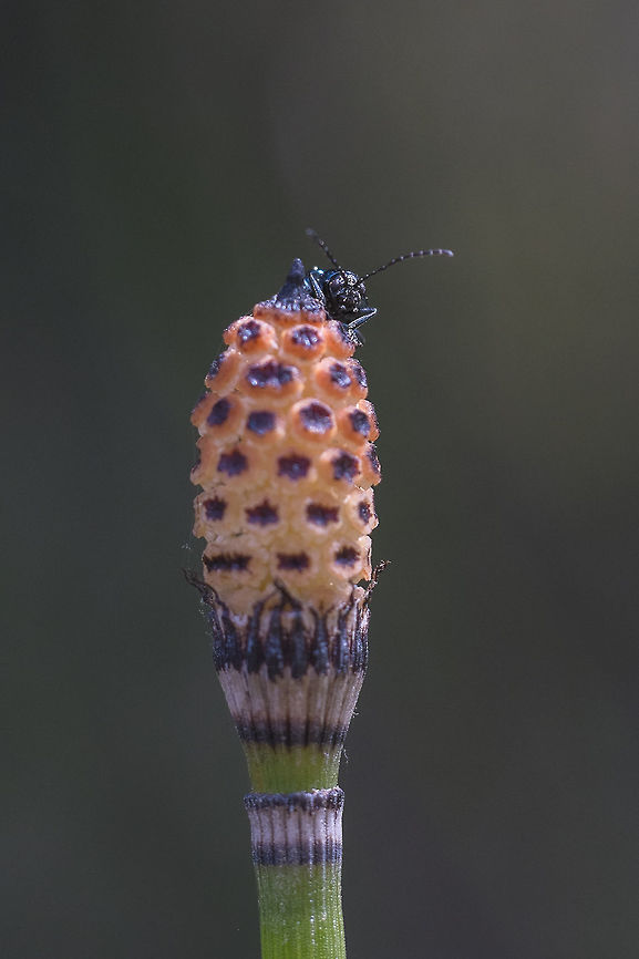 Flea Beetle peeping out from behind a rush  Equisetum hyemale,Geotagged,Scouring rush,Spring,United States