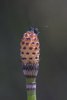 Flea Beetle peeping out from behind a rush  Equisetum hyemale,Geotagged,Scouring rush,Spring,United States