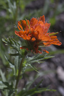 Paintbrush collecting fluff from the tree catkins  Castilleja hispida,Geotagged,Harsh Paintbrush,Spring,United States