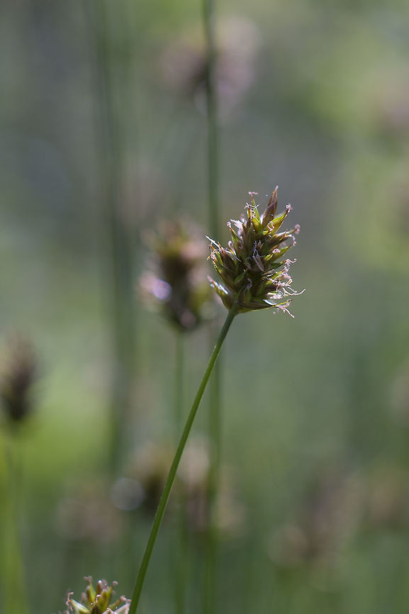 Hood's sedge  Carex hoodii,Geotagged,Spring,United States