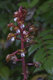 Spotted Coralroot Who'd have thought orchids are not uncommon up here in the Pacific Northwest. We have 41 species of native orchids. I'd always associated them with tropical places. Corallorhiza,Corallorhiza maculata,Geotagged,Spring,United States,spotted coralroot