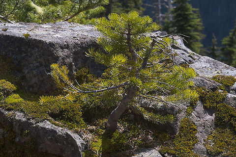 Natural Bonsai This little Pacific Silver Fir found itself a perfect bonsai pot to germinate in. It's developed quite a lovely shape, even without human trimming. Abies amabilis,Geotagged,Pacific silver fir,Spring,United States
