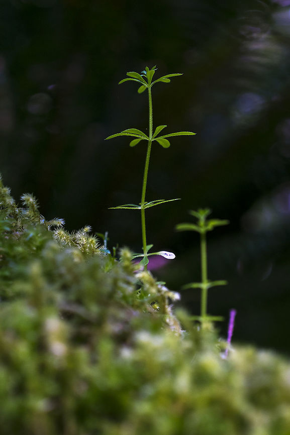 Sweet scented bedstraw  Galium triflorum,Geotagged,Spring,Sweet-scented bedstrawfragrant bedstrawcudweed,United States