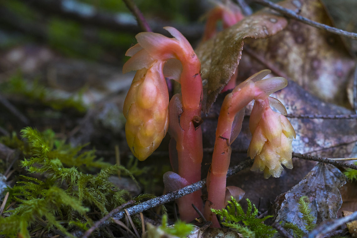 Pinesap  Geotagged,Spring,United States