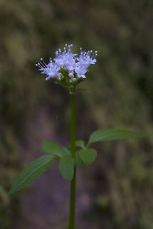 Sitka Valerian  Geotagged,Sitka valerian,Spring,United States,Valeriana sitchensis
