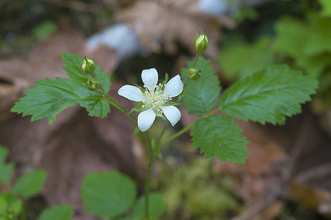 Trailing Blackberry  Geotagged,Rubus ursinus,Spring,United States