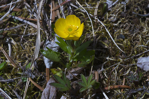 Eschscholtz's buttercup  Geotagged,Ranunculus eschscholtzii,Spring,United States