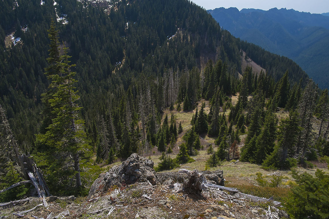 Looking down from Cub Peak and all you have to do to see this is climb up about 4,000 feet in 3.5 miles :p (to put that in some perspective it&#039;s about as much height gain as climbing 320 stories up in an office building!)<br />
<br />
There&#039;s a few Silver firs scattered about, but most of the trees here are Subalpine Firs. The lower branches often form a distinctive little skirt around the bottom of the tree. Abies lasiocarpa,Abies lasiocarpaSubalpine fir,Geotagged,Spring,United States