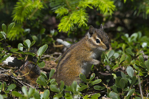 Cheeky Townsend's Chipmunk  Geotagged,Spring,United States