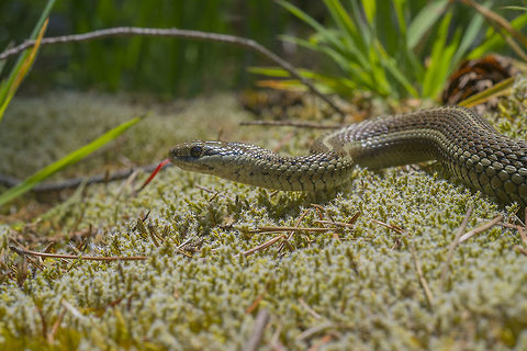 Northwestern Garter Snake sniffing me  Geotagged,Northwestern garter snake,Spring,Thamnophis elegans,United States,Western terrestrial garter snake