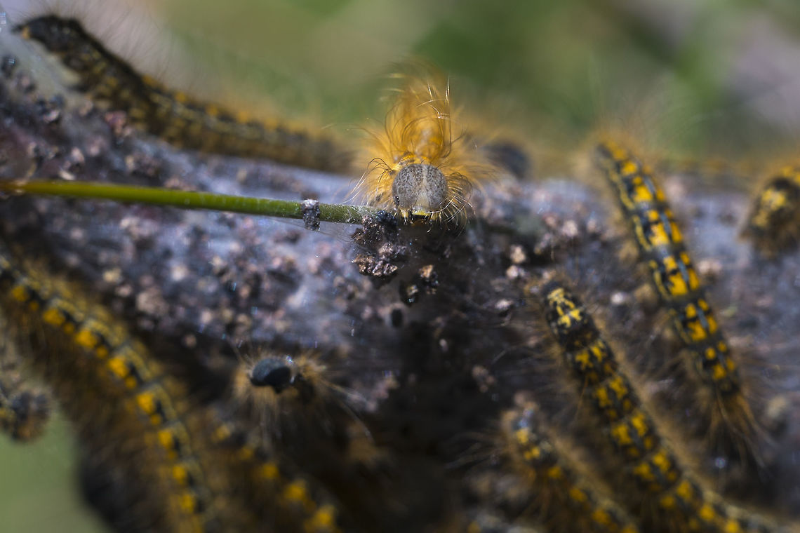Western Tent Caterpillars  Geotagged,Malacosoma californicum,Spring,United States