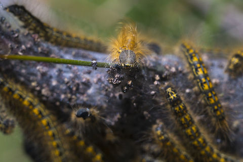 Western Tent Caterpillars  Geotagged,Malacosoma californicum,Spring,United States