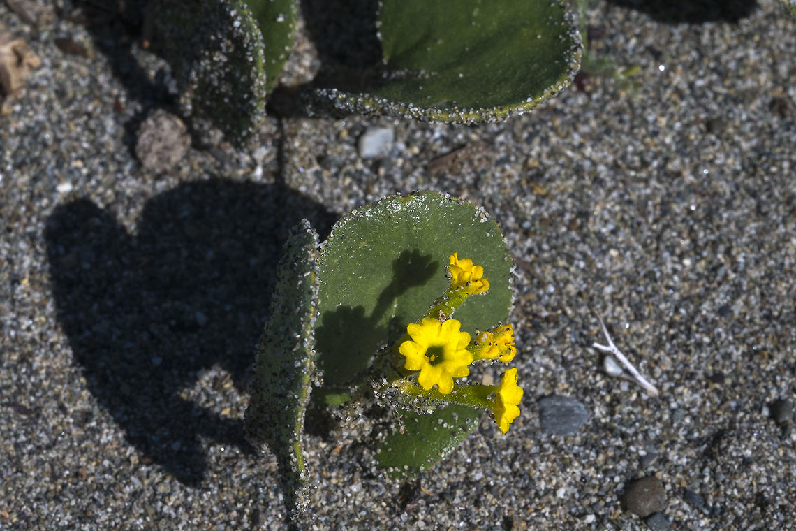 Yellow Sand Verbena  Abronia latifolia,Geotagged,Spring,United States,Yellow Sand-verbena