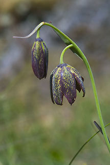 Chocolate Lily  Fritillaria affinis,Geotagged,Spring,United States,chocolate lily