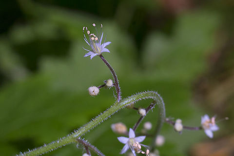 Foam Flower  Geotagged,Spring,Tiarella trifoliata,United States