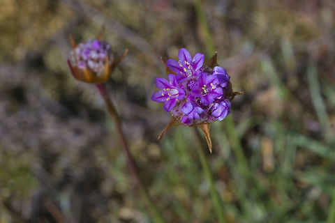 Sea Pink  Armeria maritima,Geotagged,Sea pink,Spring,United States