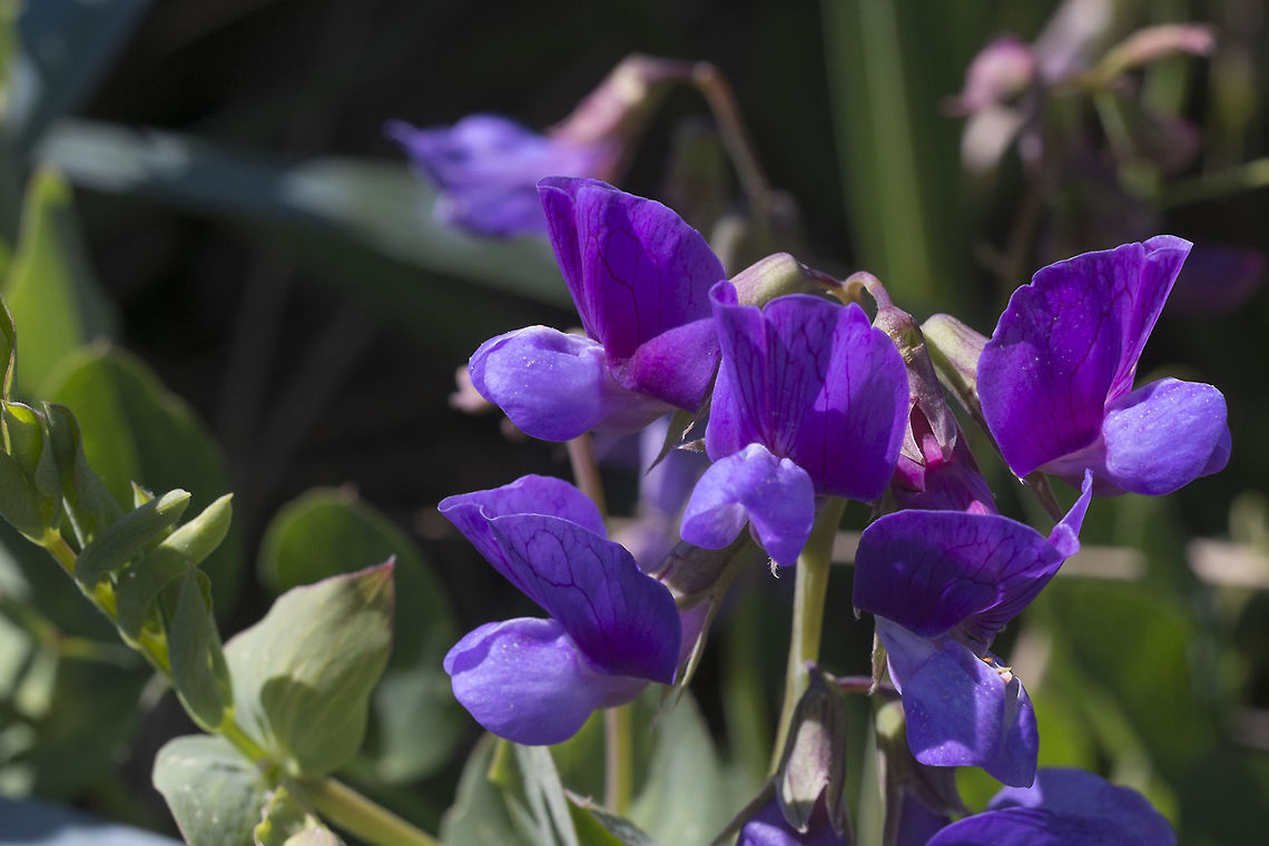 Beach Pea  Geotagged,Lathyrus japonicus,Spring,United States