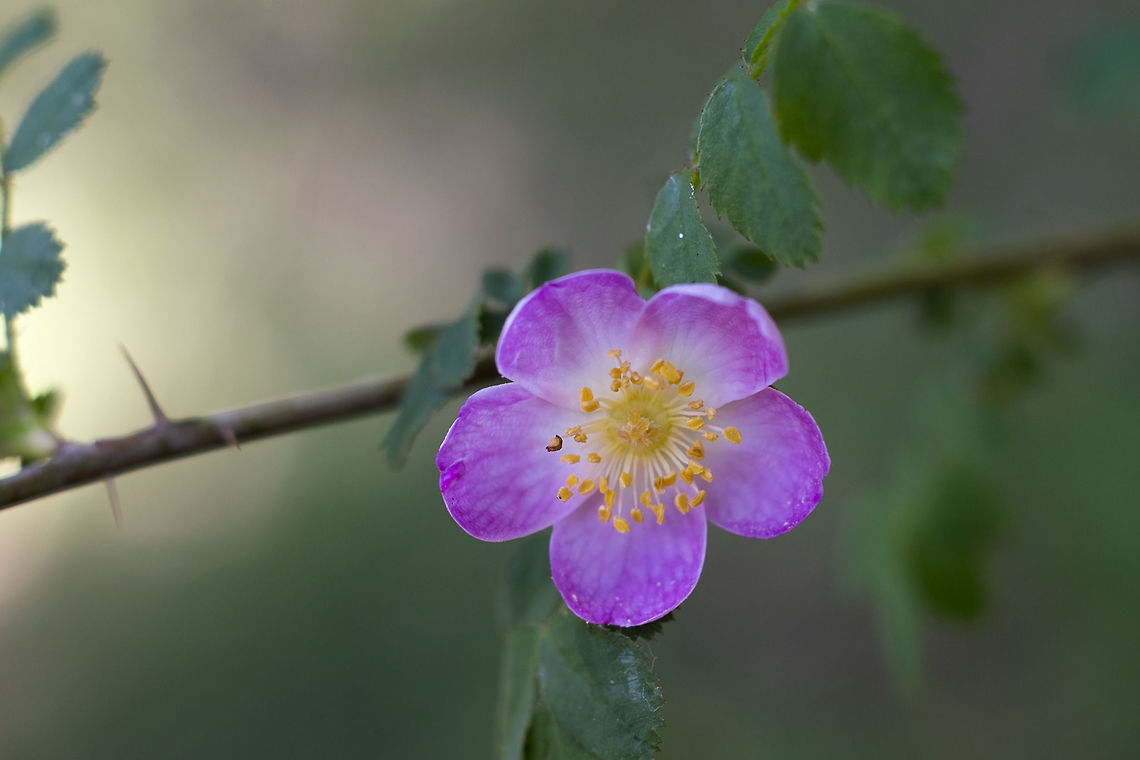 Wood Rose  Geotagged,Rosa gymnocarpa,Spring,United States